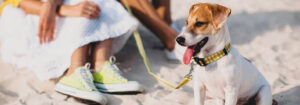 Stay Ahead of the Game: How to Prepare Your Pet for Summer's Breathing Challenges