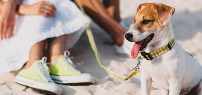 Stay Ahead of the Game: How to Prepare Your Pet for Summer’s Breathing Challenges