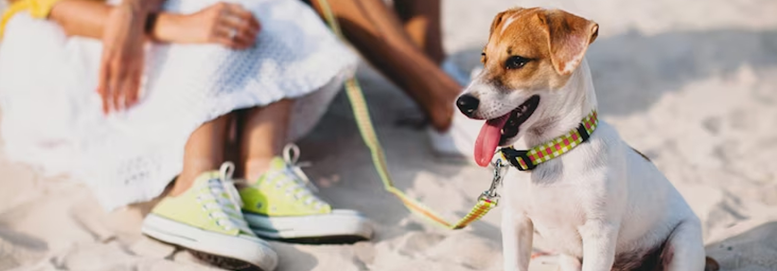 Stay Ahead of the Game: How to Prepare Your Pet for Summer’s Breathing Challenges