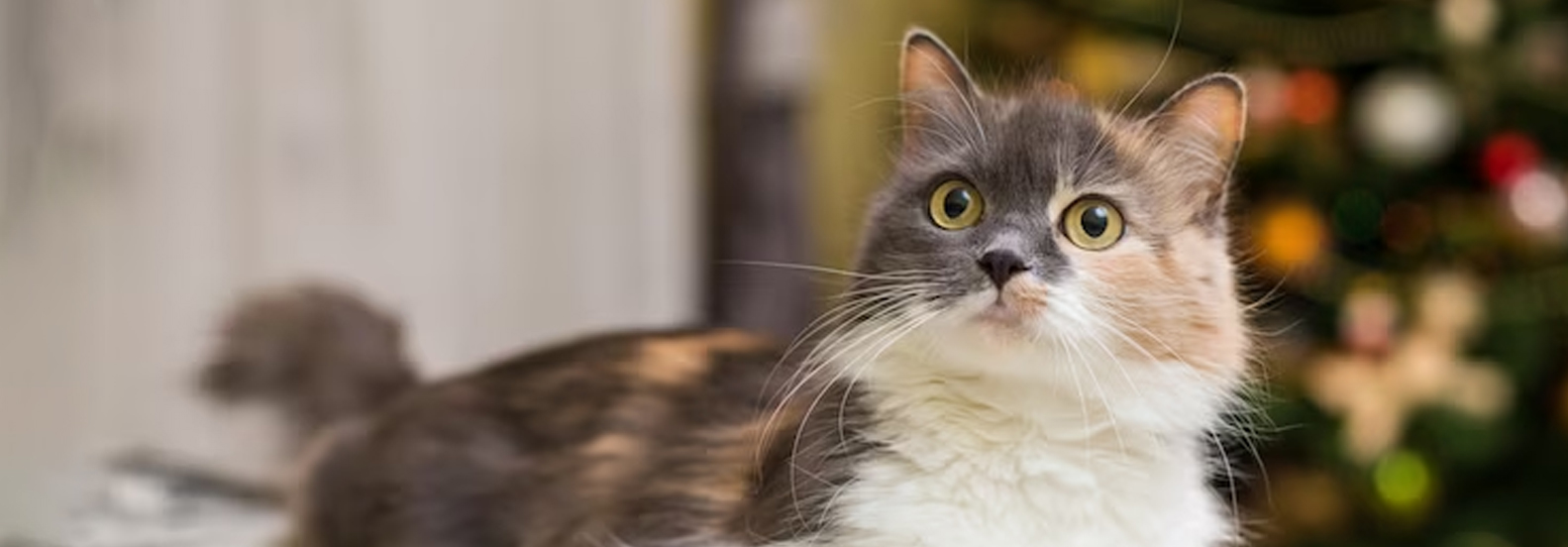 Preventing Overpopulation and Protecting Our Feline Friends – The Power of Cat Neutering Preventing Overpopulation and Protecting Our Feline Friends – The Power of Cat Neutering
