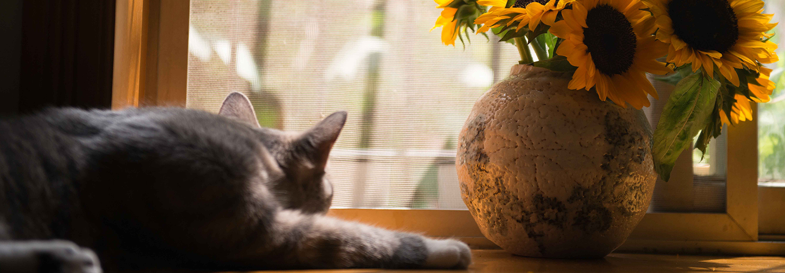 From Scratching to Sneezing: Understanding and Treating Your Cat’s Allergies with Affordable Vet Care in Jacksonville, FL