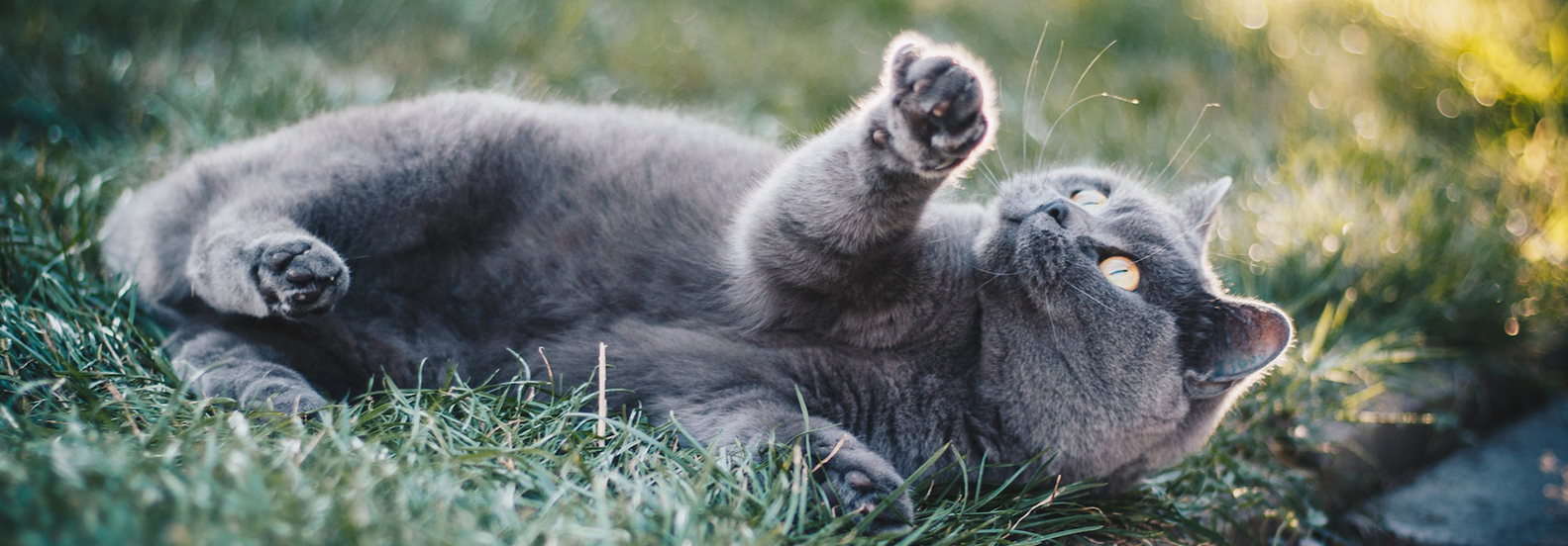 Playtime with Your Purrfect Pal: The Ultimate Guide to Keeping Your Cat Entertained