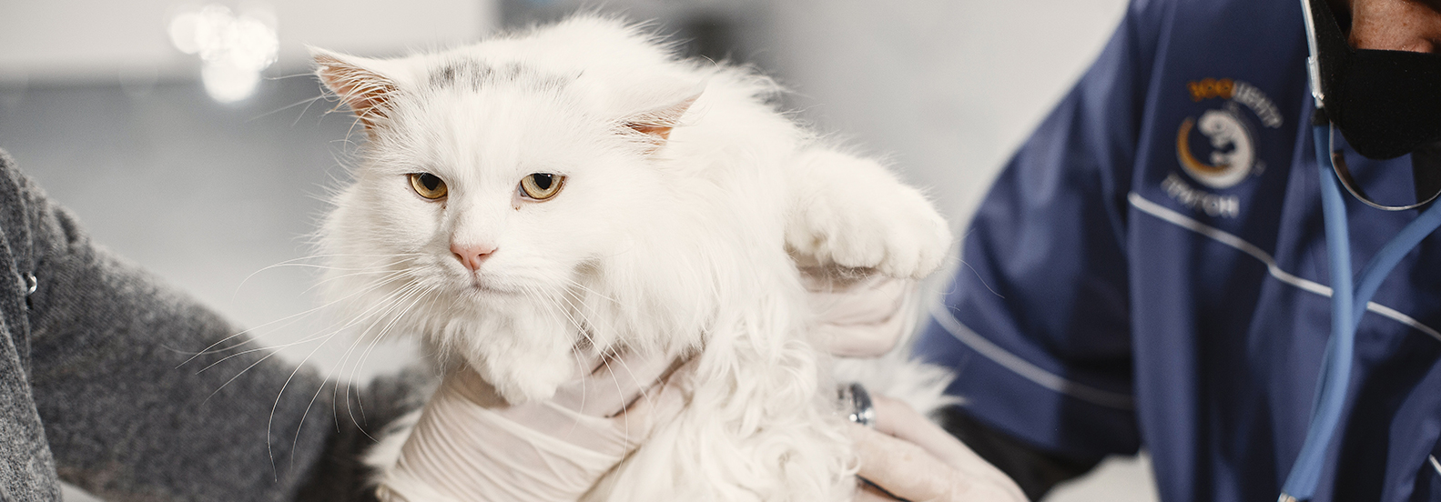 Stay Ahead of the Game – Why Routine Vet Visits Are Vital for Your Cat’s Health