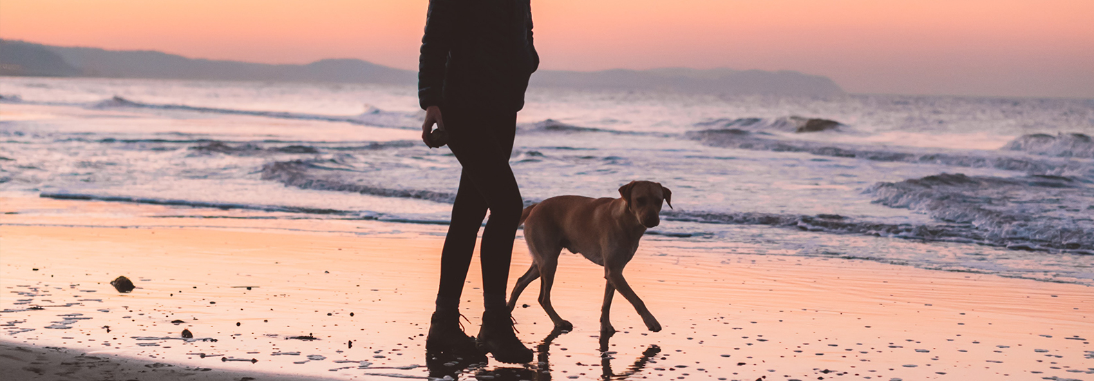 The Heartbreaking Decision: What You Need to Know About Pet Euthanasia in Jacksonville, FL