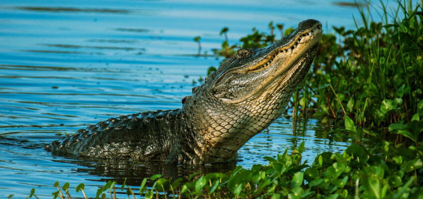 Alligator Encounters: Getting Up Close with Jax’s Toothy Residents