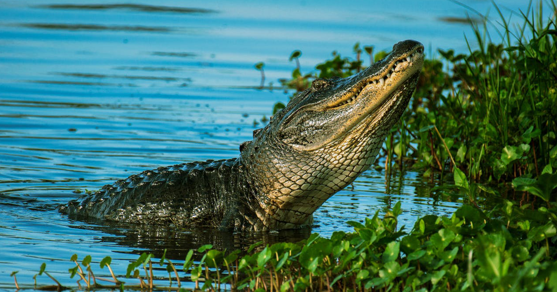 Alligator Encounters: Getting Up Close with Jax’s Toothy Residents