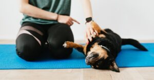 Barking Up the Wrong Tree? Try These Calming Techniques from Our Animal Hospital in Jacksonville, Fl
