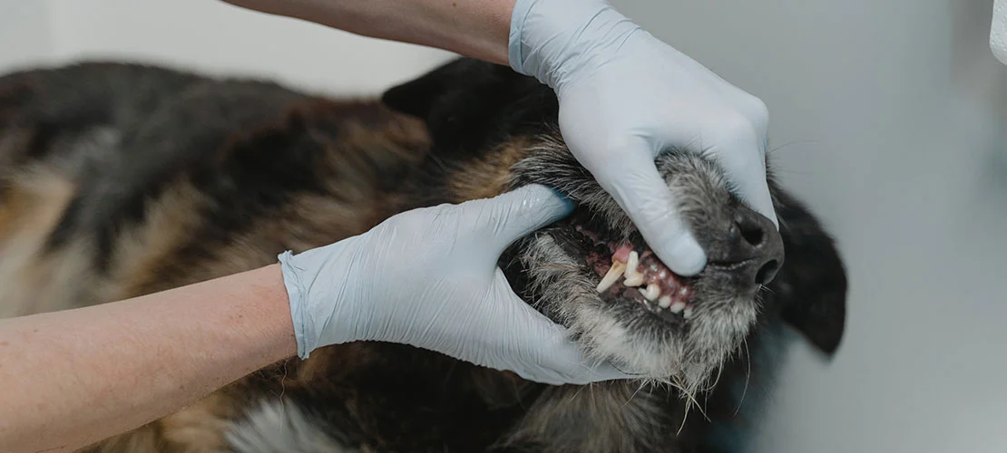 benefits of regular professional dog dental cleanings