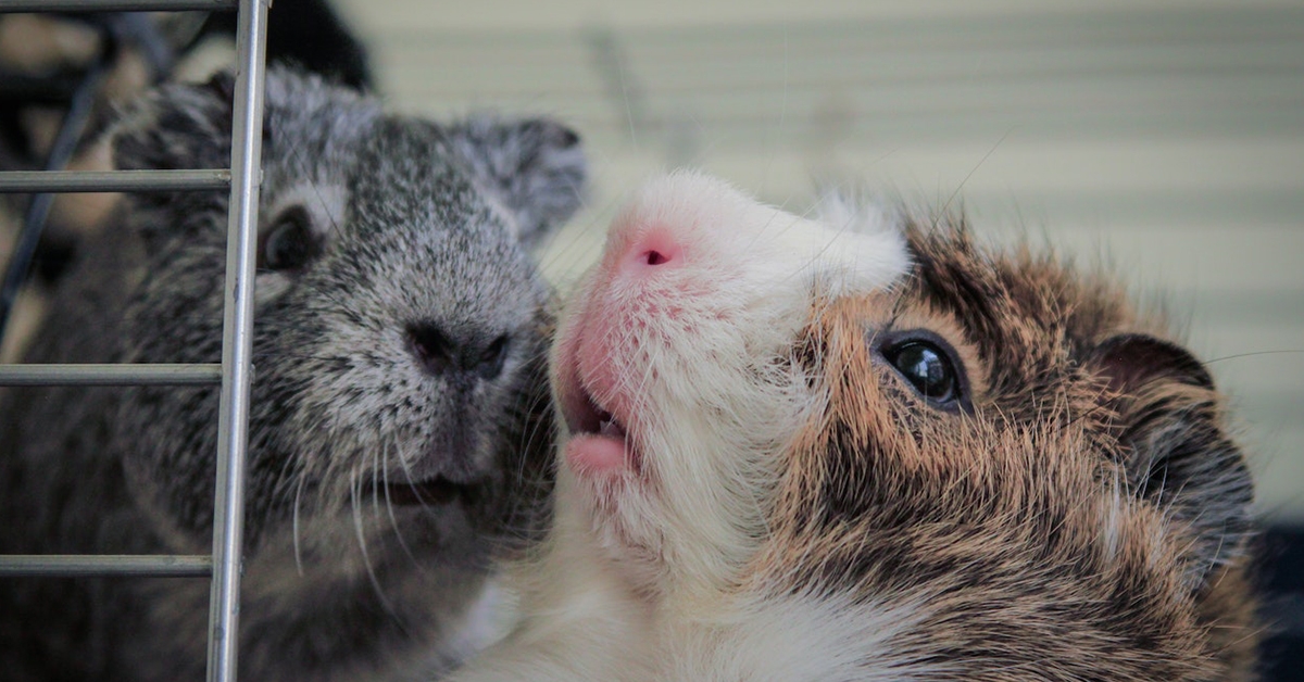 COMMON MEDICAL CONCERNS FOR GUINEA PIGS