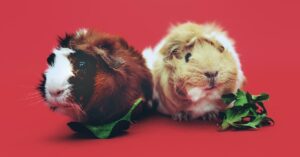 Furry Friends in Trouble: Common Medical Concerns for Guinea Pigs