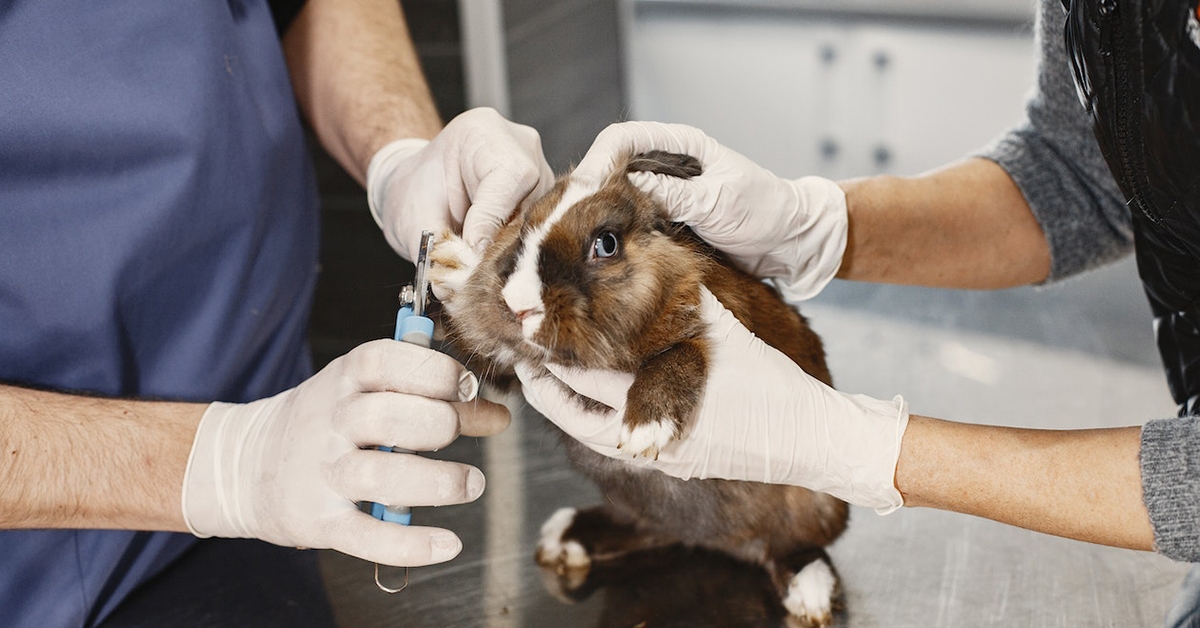 PREPARING YOUR GUINEA PIG FOR A VET VISIT