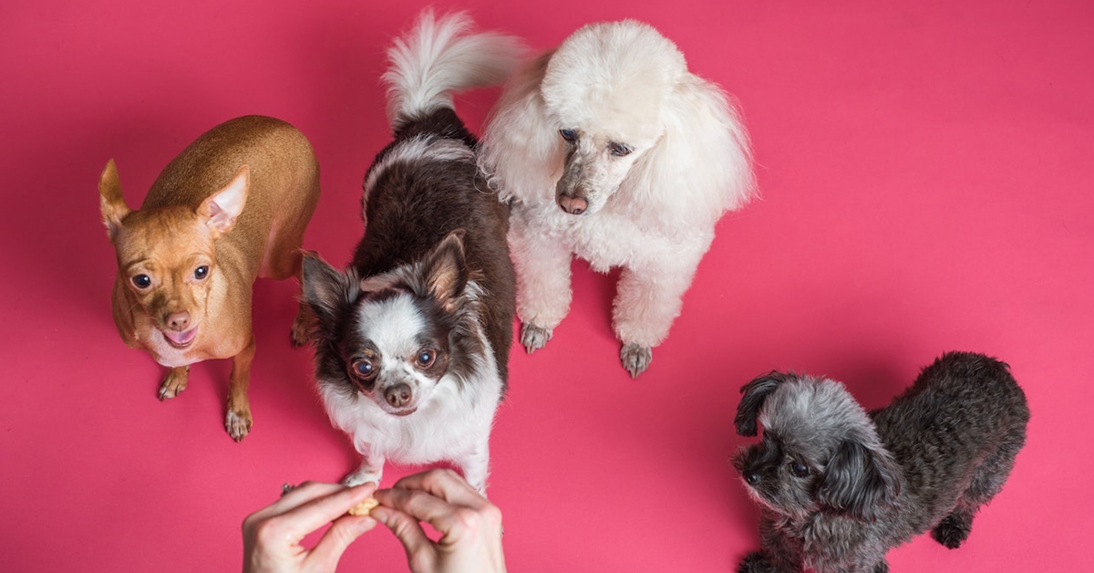 SETTING THE SCENE: PREPARING A SAFE SPACE FOR YOUR PETS TO GET ACQUAINTED