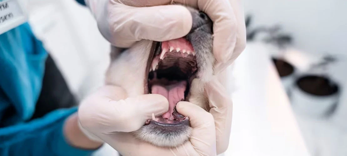 signs and symptoms of poor oral hygiene in dogs