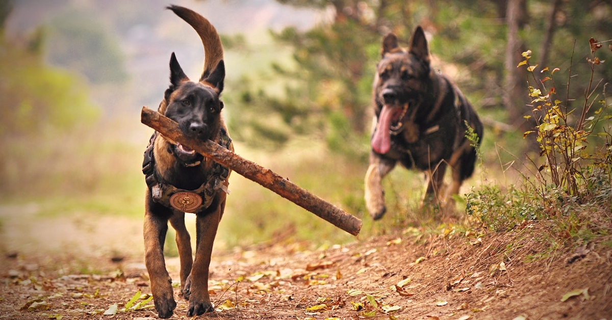 TAKING THINGS SLOW: LETTING YOUR PETS INTERACT AT THEIR OWN PACE