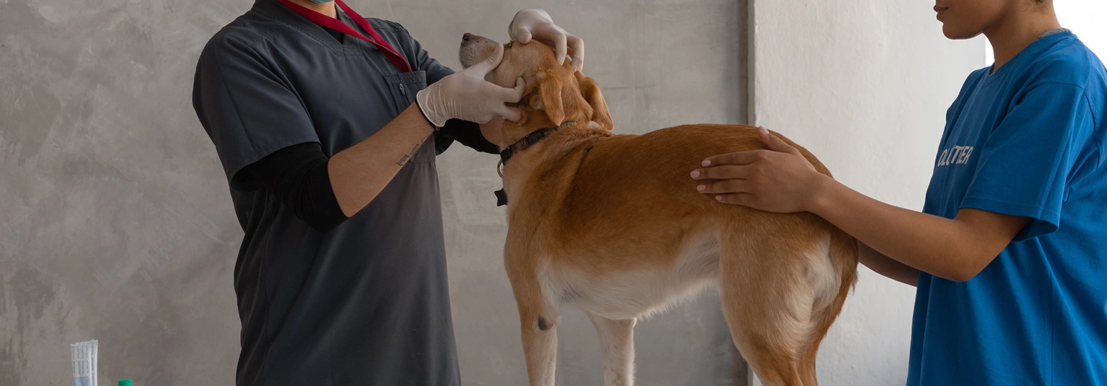 What Every Pet Owner Should Know About Hepatitis C Diagnosis in Dogs