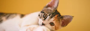 why your cat deserves the best exploring the top qualities of a great jacksonville veterinarian
